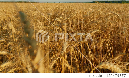 Growing Crop Concept. Ripe Golden Ripe Wheat In A Field On A Hot Summer Day. Harvesting Ripe Harvest Of Ripe Wheat. Beautiful Panorama Of Crops. Growing Crop Concept. Ripe Golden Ripe Wheat In A Field On A Hot Summer Day. Harvesting Ripe Harvest Of Ripe Wheat. Beautiful Panorama Of Crops. 121479777