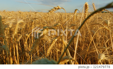Agronomic Business. Common Wheat. Yellow Wheat Field In Summer. Ripe Cereal Harvest Against Sky. Grain Crops. Nature Rural Landscape. Agronomic Business. Common Wheat. Yellow Wheat Field In Summer. Ripe Cereal Harvest Against Sky. Grain Crops. Nature Rural Landscape. 121479778