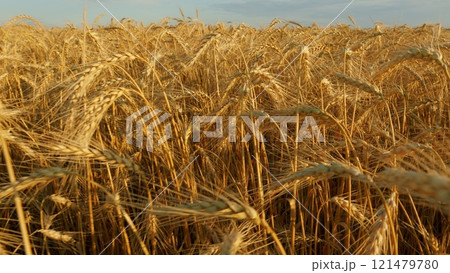 Golden Ears Of Wheat In A Field Against A Blue Sky With Clouds. Golden Ears Of Ripe Wheat Grains. Rural Landscape Of Wheat Field On Sunny Summer Day. 121479780