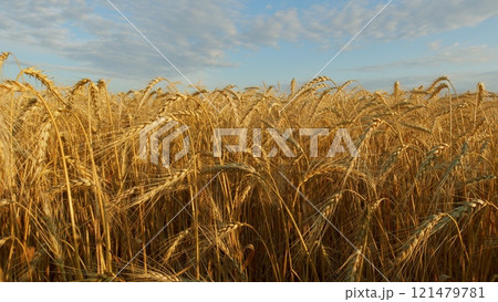 Golden Ears Of Ripe Wheat Against Background Of A Wheat Field. Ripe Golden Wheat Field At Sunset. Golden Ripe Ears Of Wheat On Nature In Summer Field At Sunset Rays Of Sunshine. Golden Ears Of Ripe Wheat Against Background Of A Wheat Field. Ripe Golden Wheat Field At Sunset. Golden Ripe Ears Of Wheat On Nature In Summer Field At Sunset Rays Of Sunshine. 121479781