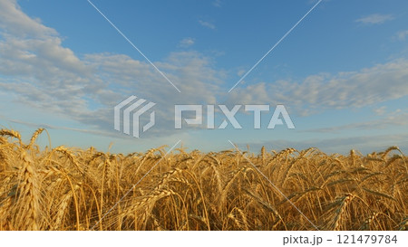 Ears Of Wheat Swaying In Slow Motion. Ripe Wheat Ears Swaying In Wind In Agricultural Field. Ripe Golden Wheat Field With Beautiful Sprinkles At Sunrise. 121479784