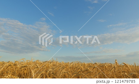 Production Organic Eco Bio. Growing Ripe Wheat In Agricultural Field At Summer Day. Ripe Wheat Summer Background. Ripe Ears Of Wheat Waving Swaying In Wind. 121479785