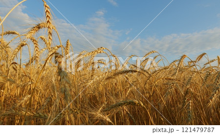 Fertile Soil. Agriculture Farm Healthy Food Concept. Ears Of Ripe Wheat Sway In Wind At Sunset. Agricultural Field Of Golden Ripe Wheat Ears. 121479787