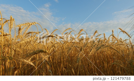Windy Day In Wheat Field. Bountiful Field With Ripe Wheat Ready For Harvest. Golden Ears Of Ripe Wheat In Summer. Ripe Wheat Field Nature Scenery On Farm At Sunset. 121479788