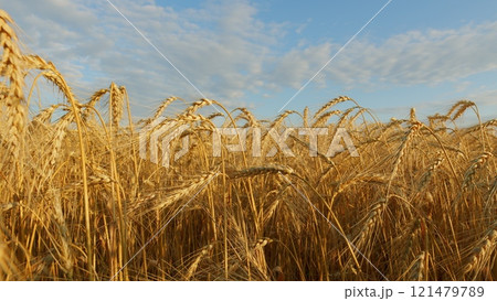 Picturesque View Of Lush Green Grass And Ripe Wheat Ears Gently Swaying In Wind. Wheat Ears On Light Wind At Sunny Day. Growing Cereals In Farmland. 121479789