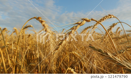 Pre-Harvest. Field Of Ripe Wheat Ready For Harvest Against A Blue Sky. Beautiful Ripe Wheat In Plain. Golden Ripe Wheat Field. Agricultural Background. Pre-Harvest. Field Of Ripe Wheat Ready For Harvest Against A Blue Sky. Beautiful Ripe Wheat In Plain. Golden Ripe Wheat Field. Agricultural Background. 121479790