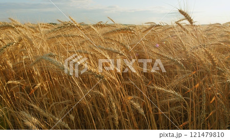 Cultivation And Harvesting Of Early Grain Crops. Yellow Ears With Ripe Wheat Grains Slowly Sway In Wind. Amazing Landscape. 121479810