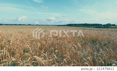 Wheat Field On Summer Day. Field Of Yellow Ripe Wheat. Natural Golden Wheat Field. Morning Sunrise Shine Through Ripe Wheat Ears. 121479811