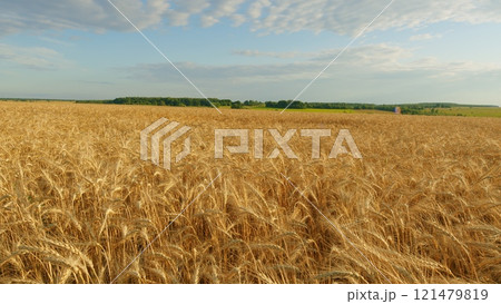Agronomic Business. Common Wheat. Yellow Wheat Field In Summer. Ripe Cereal Harvest Against Sky. Grain Crops. Nature Rural Landscape. Agronomic Business. Common Wheat. Yellow Wheat Field In Summer. Ripe Cereal Harvest Against Sky. Grain Crops. Nature Rural Landscape. 121479819