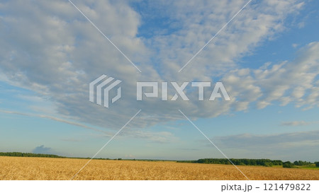 Golden Ears Of Ripe Wheat Against Background Of A Wheat Field. Ripe Golden Wheat Field At Sunset. Golden Ripe Ears Of Wheat On Nature In Summer Field At Sunset Rays Of Sunshine. 121479822