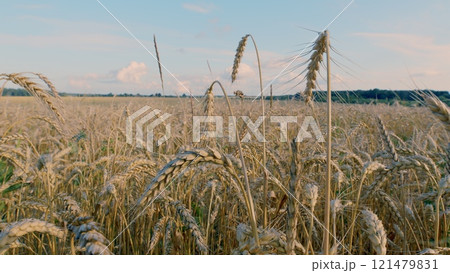 Pre-Harvest. Field Of Ripe Wheat Ready For Harvest Against A Blue Sky. Beautiful Ripe Wheat In Plain. Golden Ripe Wheat Field. Agricultural Background. 121479831
