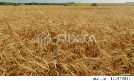 Agro-Cultural Business. Field Of Gold Ripe Wheat Swaying In Wind. Agricultural Field Of Gold Ripe Wheat Against Blue Sky. Ripe Wheat In Rays Of Warm Setting Sun. Agro-Cultural Business. Field Of Gold Ripe Wheat Swaying In Wind. Agricultural Field Of Gold Ripe Wheat Against Blue Sky. Ripe Wheat In Rays Of Warm Setting Sun. 121479833