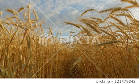 Harvest Festival. Agricultural Crop Development. Golden Barley Grain Ears. Large Grain A Harvest Of Cereal Ripe For Harvest In Summer. Harvest Festival. Agricultural Crop Development. Golden Barley Grain Ears. Large Grain A Harvest Of Cereal Ripe For Harvest In Summer. 121479842