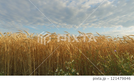 Wheat Field On Summer Day. Natural Golden Wheat Field. Morning Sunrise Shine Through Ripe Wheat Ears. 121479846