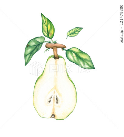Watercolor pears isolated on white 121479880