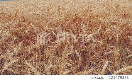 Agricultural Field With Growing Ripe Golden Wheat. Ripe Wheat Ears Swaying On Wind In Agricultural Field In Summer. Wheat Ears On Field In Summer. Agricultural Field With Growing Ripe Golden Wheat. Ripe Wheat Ears Swaying On Wind In Agricultural Field In Summer. Wheat Ears On Field In Summer. 121479888