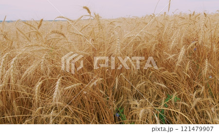 Farmland Sunset Nature Landscape Agriculture. Nature Landscape. Concept Of Food Security. Growing Cereals. Harvesting And Agribusiness. 121479907