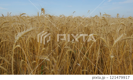 Cultivation Of Wheat Grain. Ripe Wheat Stalks Moving Gently In Wind. Agricultural Themes. Farm And Countryside Landscape. Gentle Wind. Cultivation Of Wheat Grain. Ripe Wheat Stalks Moving Gently In Wind. Agricultural Themes. Farm And Countryside Landscape. Gentle Wind. 121479917