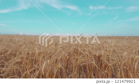 Growing Crop Concept. Ripe Golden Ripe Wheat In A Field On A Hot Summer Day. Harvesting Ripe Harvest Of Ripe Wheat. Beautiful Panorama Of Crops. Growing Crop Concept. Ripe Golden Ripe Wheat In A Field On A Hot Summer Day. Harvesting Ripe Harvest Of Ripe Wheat. Beautiful Panorama Of Crops. 121479921