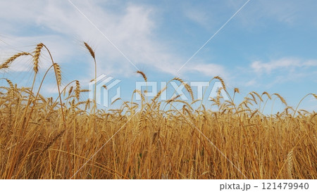 Fertile Soil. Agriculture Farm Healthy Food Concept. Ears Of Ripe Wheat Sway In Wind At Sunset. Agricultural Field Of Golden Ripe Wheat Ears. 121479940