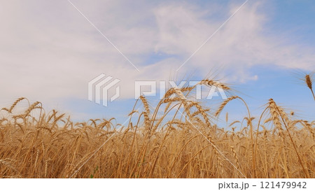Picturesque View Of Lush Green Grass And Ripe Wheat Ears Gently Swaying In Wind. Wheat Ears On Light Wind At Sunny Day. Growing Cereals In Farmland. Picturesque View Of Lush Green Grass And Ripe Wheat Ears Gently Swaying In Wind. Wheat Ears On Light Wind At Sunny Day. Growing Cereals In Farmland. 121479942