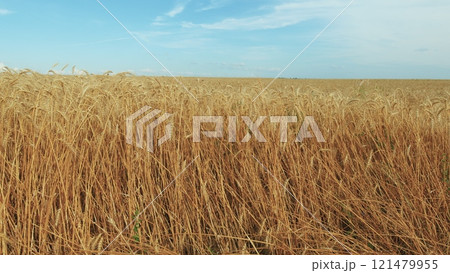 Agriculture Industry. Farmers Field. Harvest Festival. Yellow Wheat Stalks. Organic Wheat. Grain Is Ripe And Its Time To Harvest. 121479955