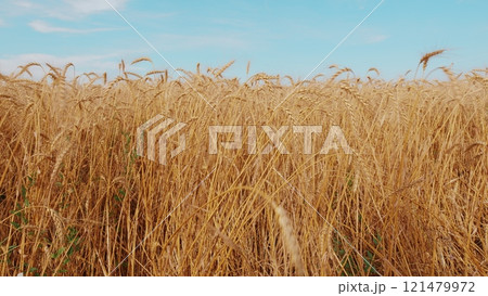 Golden Ears Ripe Wheat In Field. Wheat Harvesting Agribusiness Concept. Yellow Ears With Ripe Wheat Grains Slowly Sway In Wind. Golden Ears Ripe Wheat In Field. Wheat Harvesting Agribusiness Concept. Yellow Ears With Ripe Wheat Grains Slowly Sway In Wind. 121479972