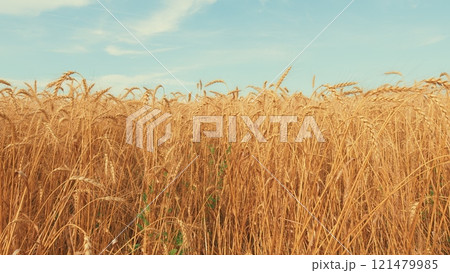 Agronomic Business. Common Wheat. Yellow Wheat Field In Summer. Ripe Cereal Harvest Against Sky. Grain Crops. Nature Rural Landscape. 121479985