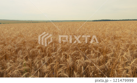 Production Organic Eco Bio. Growing Ripe Wheat In Agricultural Field At Summer Day. Ripe Wheat Summer Background. Ripe Ears Of Wheat Waving Swaying In Wind. 121479999