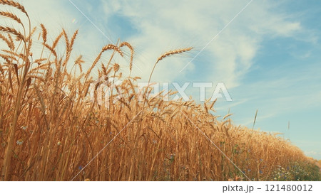 Agricultural Field With Growing Ripe Golden Wheat. Ripe Wheat Ears Swaying On Wind In Agricultural Field In Summer. Wheat Ears On Field In Summer. 121480012
