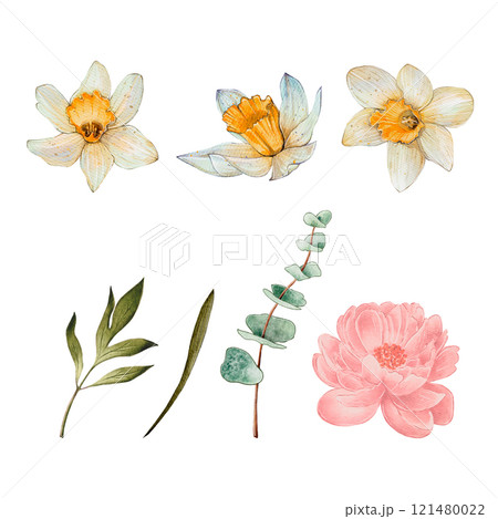 Set of daffodils and peony flowers in watercolor Set of daffodils and peony flowers in watercolor 121480022