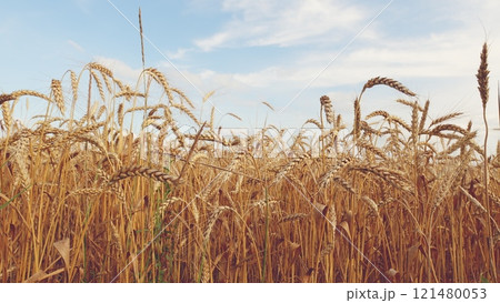 Golden Ears Of Ripe Wheat Against Background Of A Wheat Field. Ripe Golden Wheat Field At Sunset. Golden Ripe Ears Of Wheat On Nature In Summer Field At Sunset Rays Of Sunshine. Golden Ears Of Ripe Wheat Against Background Of A Wheat Field. Ripe Golden Wheat Field At Sunset. Golden Ripe Ears Of Wheat On Nature In Summer Field At Sunset Rays Of Sunshine. 121480053
