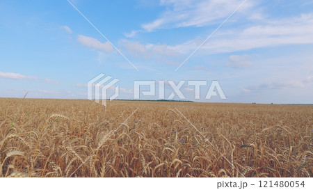Ripe Wheat Field And Sky Background. Harvest And Harvesting Concept. Blue Sky And Golden Fields. Field With Ears Of Ripe Wheat. Golden Field Of Ripe Wheat. 121480054