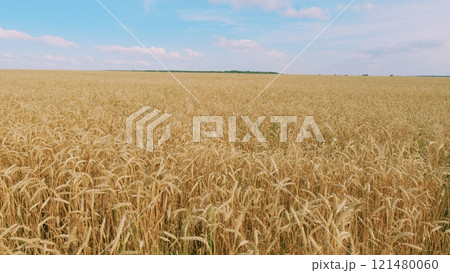 Windy Day In Wheat Field. Bountiful Field With Ripe Wheat Ready For Harvest. Golden Ears Of Ripe Wheat In Summer. Ripe Wheat Field Nature Scenery On Farm At Sunset. 121480060