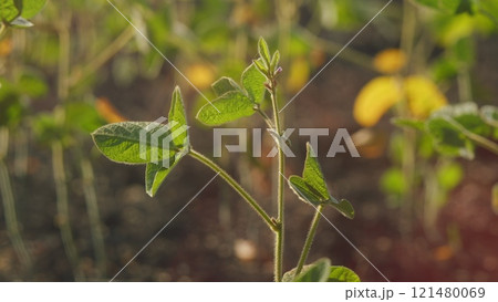Field Showcasing Healthy Soybean Leaves. Agricultural Landscape. Business Farming Concept. Beautiful Soybean Field. 121480069