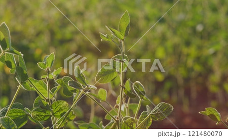 Ecological Planet Protection Concept. Young Soy Plants. Green Soybean Field. Sustainable Soybean Field. Ecological Planet Protection Concept. Young Soy Plants. Green Soybean Field. Sustainable Soybean Field. 121480070