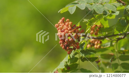 Rowan Tree Filled With Bunches Of Bright Red Berries. Red Rowan Berries Growing On A Tree Branches. 121480077