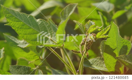 Field Of Green Soybeans. Soybean Pods On Plant. Agricultural Soy Plantation Background. Green Cultivated Soy Bean Plants In Field. Field Of Green Soybeans. Soybean Pods On Plant. Agricultural Soy Plantation Background. Green Cultivated Soy Bean Plants In Field. 121480085