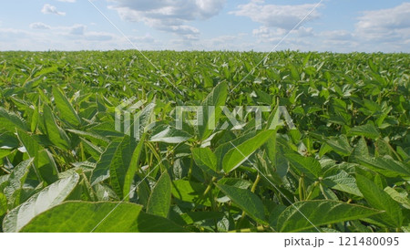 Glycine Max Or Soybean. Agricultural Landscape. Organic Farming. Soybean Bloom At Sunset. Green Soybean Plants On Soy Bean Cultivated Field. Glycine Max Or Soybean. Agricultural Landscape. Organic Farming. Soybean Bloom At Sunset. Green Soybean Plants On Soy Bean Cultivated Field. 121480095