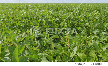 Business Farming Concept. Lifestyle Large Green Field Of Soybean Sprouts Under Sky. Young Sprout Growing Fresh. Business Farming Concept. Lifestyle Large Green Field Of Soybean Sprouts Under Sky. Young Sprout Growing Fresh. 121480096
