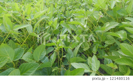 Business Agriculture Concept. Soybean Soy Field. Bio Lifestyle Farm. Soybean Cultivation. Agricultural Scene. 121480116