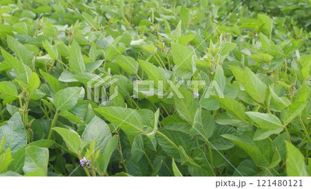 Green Soybeans In A Farmers Field. Soybean A Plantation. Glycine Max. Growing Crops. Field Soybeans In Early Autumn. 121480121