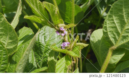 Business Farming Concept. Lifestyle Large Green Field Of Soybean Sprouts Under Sky. Young Sprout Growing Fresh. Business Farming Concept. Lifestyle Large Green Field Of Soybean Sprouts Under Sky. Young Sprout Growing Fresh. 121480123