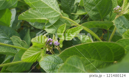 Agricultural Soy Plantation Background. Blooming Soybeans In Field In Spring. Green Soybean Field At Agricultural Farm. 121480124