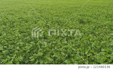 Ecological Planet Protection Concept. Young Soy Plants. Green Soybean Field. Sustainable Soybean Field. Ecological Planet Protection Concept. Young Soy Plants. Green Soybean Field. Sustainable Soybean Field. 121480136