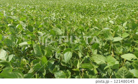 Young Soybean Sprouts On Field. Soybean Plantation A Field Green Bean Plant. Soybean Soy Field Of Green Plants A General Plan Nature Agriculture. Young Soybean Sprouts On Field. Soybean Plantation A Field Green Bean Plant. Soybean Soy Field Of Green Plants A General Plan Nature Agriculture. 121480145