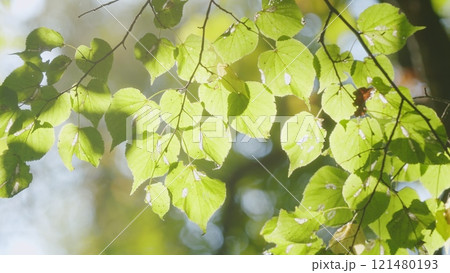 Beautiful Sunlight In Forest. Deciduous Trees In A Mixed Forest In Summer Season. Concept Nature Or Oxygen, Climate Change. Beautiful Sunlight In Forest. Deciduous Trees In A Mixed Forest In Summer Season. Concept Nature Or Oxygen, Climate Change. 121480193