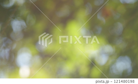Foliage Of Magnificent Green Tree. Lush Green Foliage And Afternoon Sun. Walking Through Forest With Large Green Trees. Bokeh. 121480198