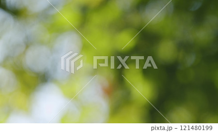 Beautiful Colorful Summer Season. Young Green Foliage In Park. Fresh Green Tree With Beautiful Sunlight. Green Wood. Bokeh. Beautiful Colorful Summer Season. Young Green Foliage In Park. Fresh Green Tree With Beautiful Sunlight. Green Wood. Bokeh. 121480199