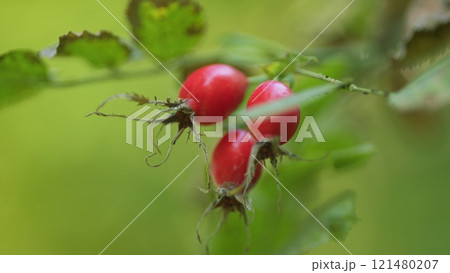 Rosehip Berries. Sun Shines On Small Shrub With Red Rosehips. Medicinal Plants. Red Ripe Rose Hips On A Rose Bush. 121480207